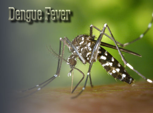 Dengue Fever Symptoms